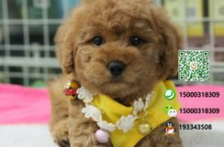 贵宾犬多少钱一只,品种、体型与地域差异解析