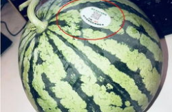 最新吃瓜 网红排行榜,盘点最新吃瓜界流量担当