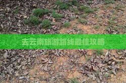 开车到关肥村庄旅游或不愁“充电难”-关肥汽车客运南站、汽车站（明光途）、客运西站暂停营运--厦门六天五晚纯玩摸索：花圃都市绝佳嬉戏路途攻略！