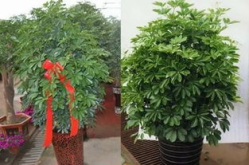 八方来财树,汇聚财富之源的神奇植物